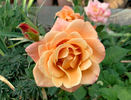 Indian Fema rose photo