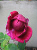 Mrs. W. R. Groves rose photo