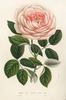 Auguste Oger rose photo