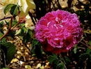 Abailard rose photo