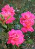 Psychedelic rose photo