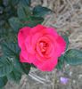 Psychedelic rose photo