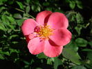 C-04 rose photo