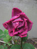 Mrs. W. R. Groves rose photo