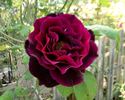 Cara Mia rose photo