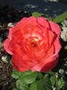 Camelot (grandiflora, Swim rose photo