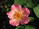 Debbies Delight rose photo