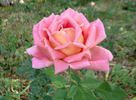 My Choice rose photo