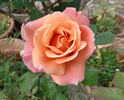 Freddy Mercury rose photo