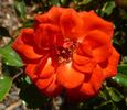 Razzmatazz rose photo