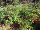 SV-2011-RLSxV rose photo