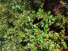 SV-2011-RLSxV rose photo