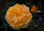 Coconut Shrimp rose photo