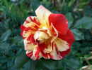 Modern Magic rose photo