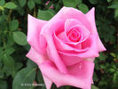 Affirm rose photo