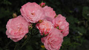 Mein Schöner Garten ® rose photo