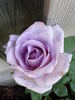 Blue Girl, Cl. rose photo