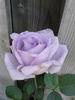Blue Girl, Cl. rose photo