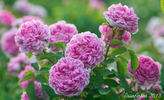 Jean Bodin rose photo