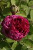 Corporal Johann Nagy rose photo