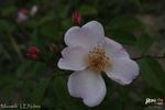Maaseik rose photo