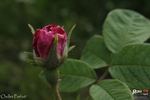 Oeillet Parfait rose photo