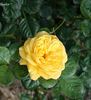 Skeeter rose photo