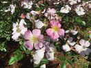 SV-2011-RLSxV rose photo