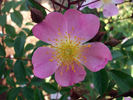 SV-2011-RLSxV rose photo