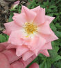 Fabergé rose photo
