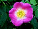 Margheritae rose photo