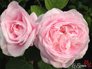 Queen Anne rose photo