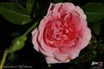 Crescendo rose photo
