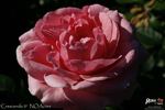 Crescendo rose photo