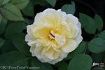 HRH Prince Paul of Yugoslavia rose photo