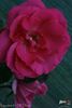 Lancome ™ rose photo