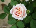 Dream Catcher rose photo