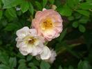 Maria Josepha vom Elsterschloss rose photo