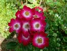 Proschwitzer Schlossrose rose photo