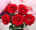 Oh My ! rose photo