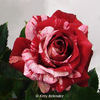 Flash Night® rose photo