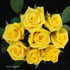 Behold ™ rose photo