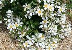 Flocons de neige rose photo