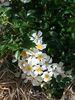 Flocons de neige rose photo