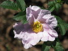 <i>Rosa</i> X <i>micrugosa</i> rose photo