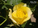 Silvia Hit ® rose photo