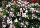 Elfe rose photo