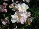 Elfe rose photo