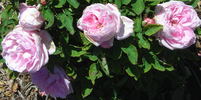 Larry Daniels rose photo