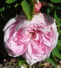 Larry Daniels rose photo